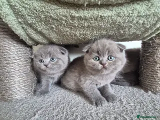 Scottish Fold cats Scottish Fold Kittens - Advert 4