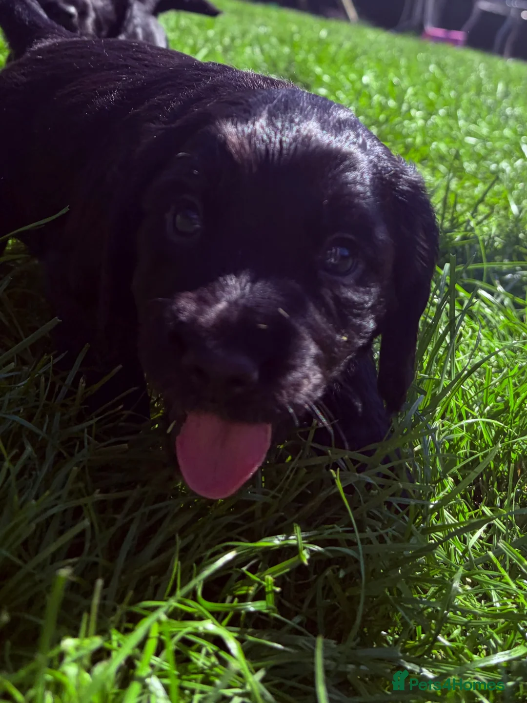 Cocker Spaniel dogs for sale: Kc Registered cocker spaniels  - Advert 15