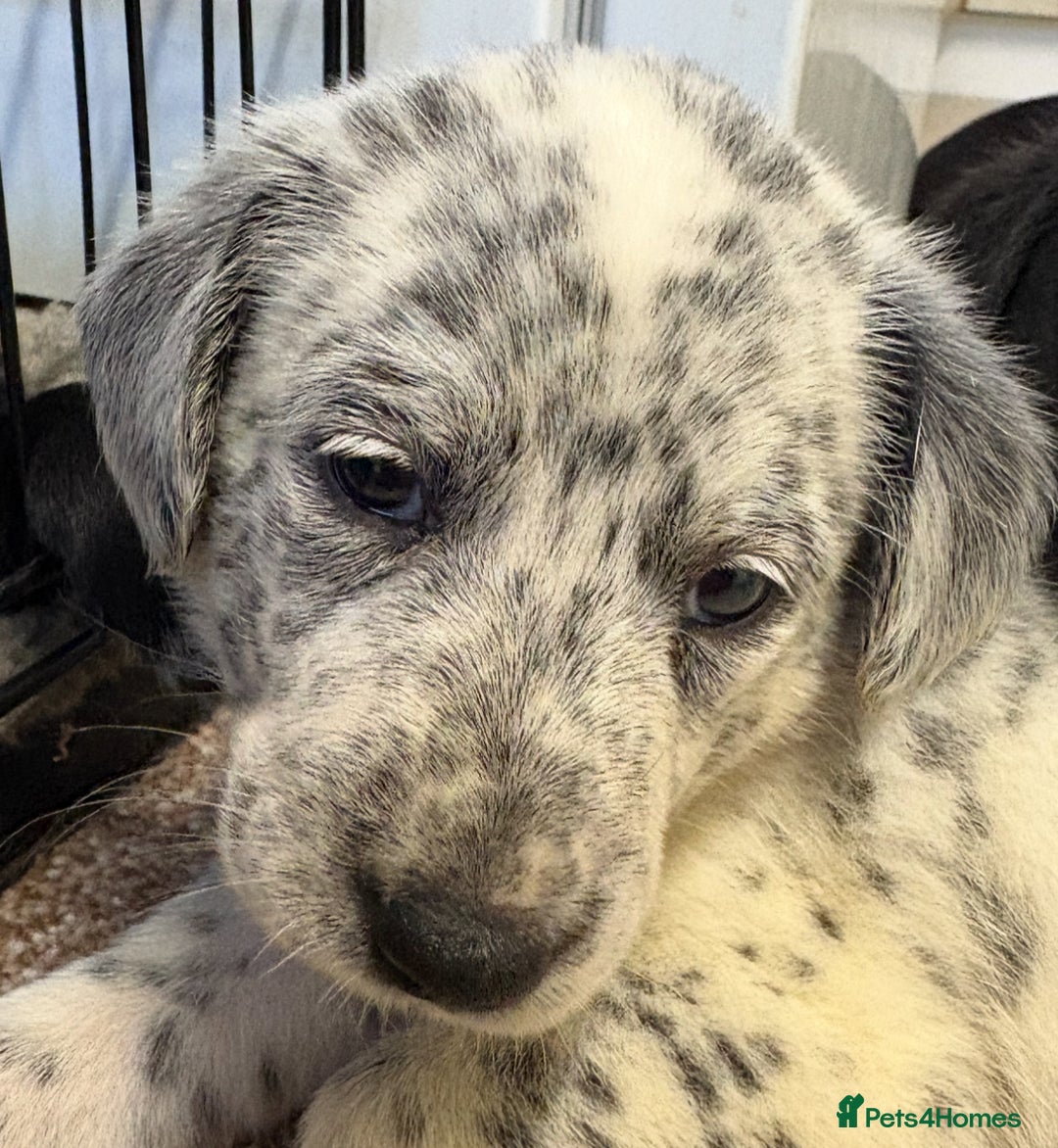 Mixed Breed dogs for sale: Pyrematian puppies - Advert 20