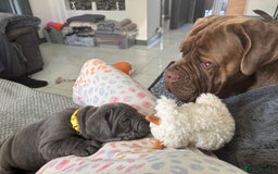 Neapolitan Mastiff dogs for sale:  Neapolitan mastiff puppies Newcastle  - Image 25
