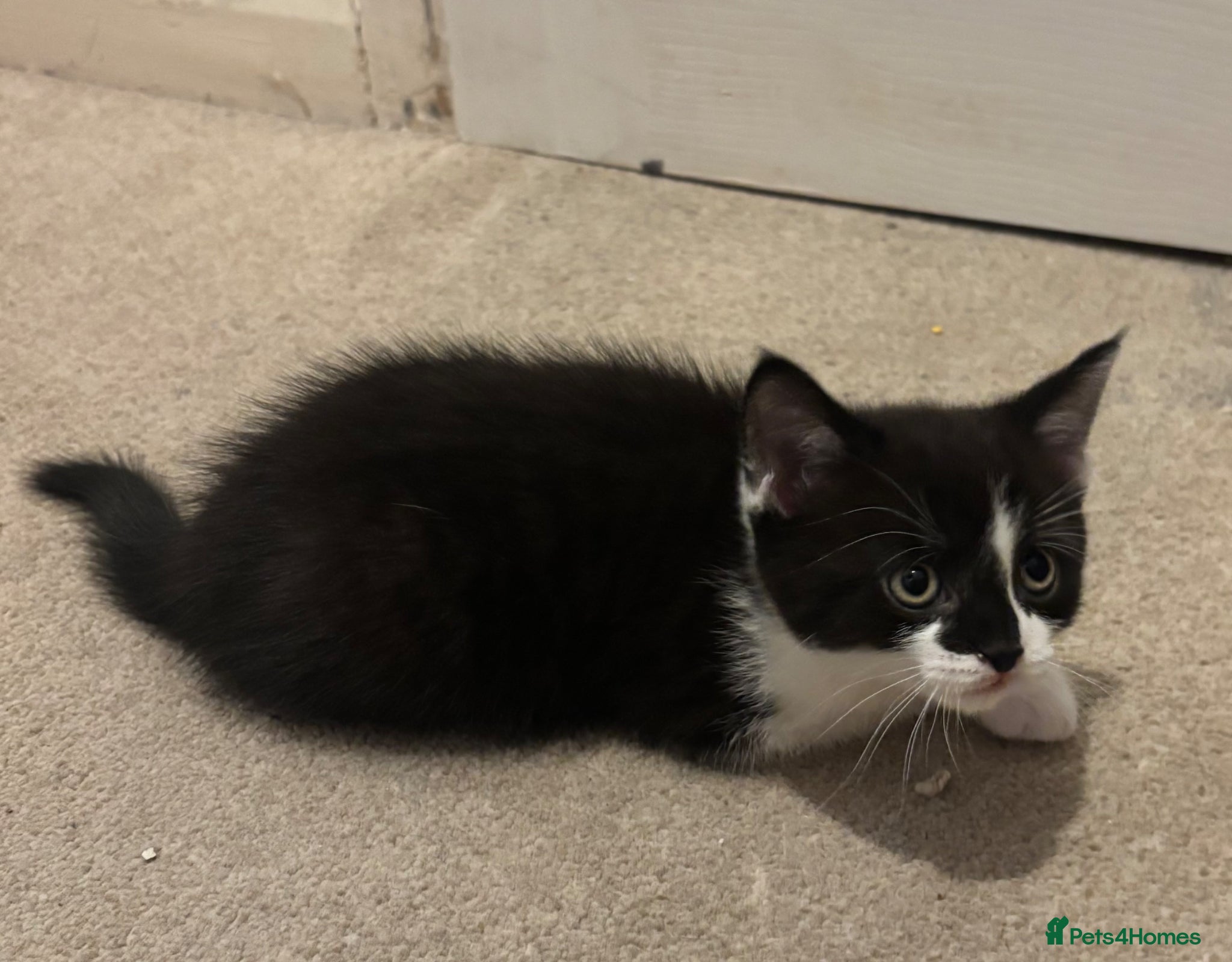 Mixed Breed cats for sale: Black & White Male kitten for sale in Fareham - Advert 2