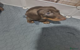 Dachshund dogs for sale: 2 Beautiful puppies - Advert 6