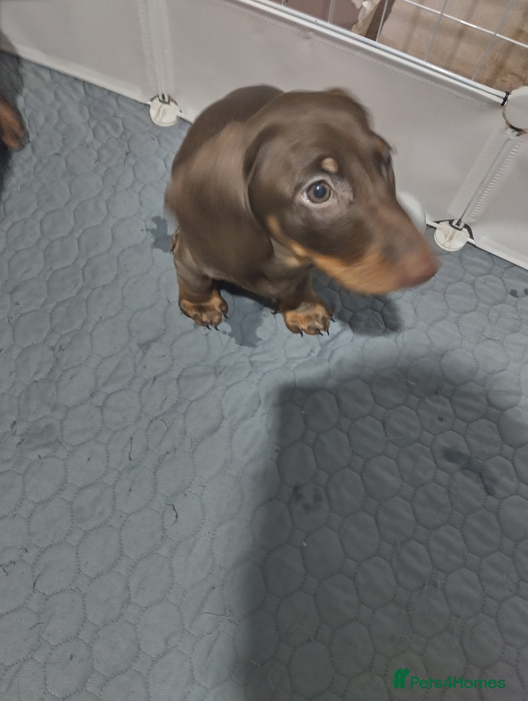 Dachshund dogs for sale: 2 Beautiful puppies - Advert 6
