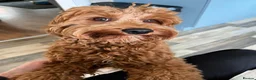 Cavapoo dogs for stud: Cavapoo male for stud only  in Hinckley - Advert 11
