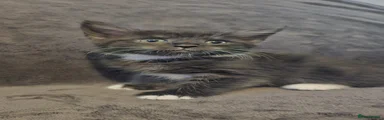 Maine Coon 4