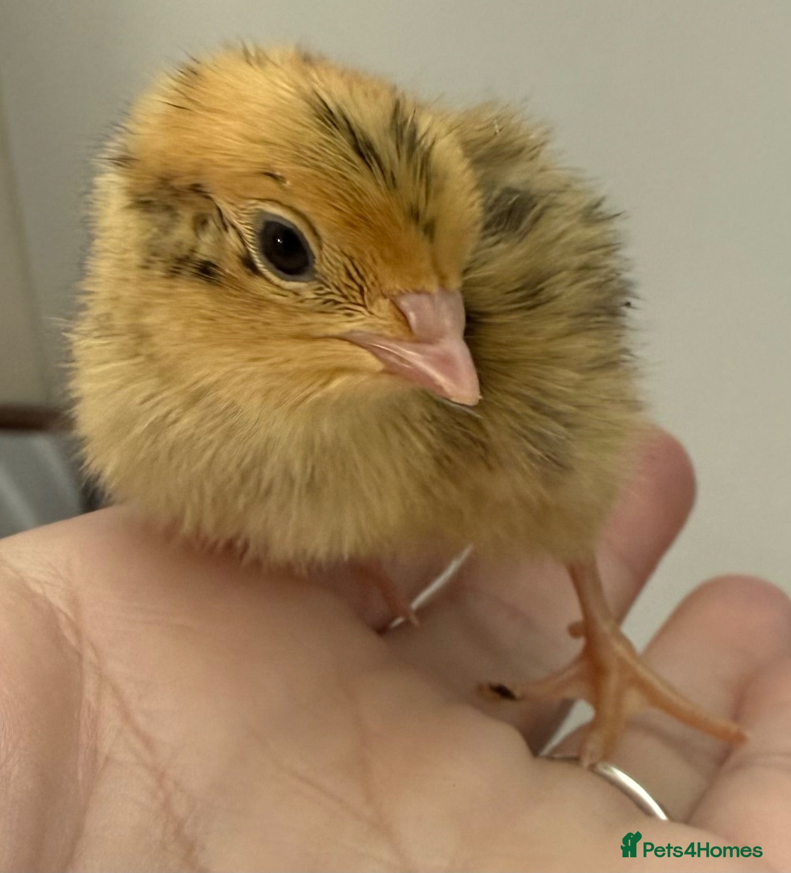 Quail poultry Progressive Pied & Designer Coturnix Quail Chicks - Advert 1