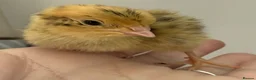 Quail poultry for sale: Progressive Pied & Designer Coturnix Quail Chicks - Advert 1