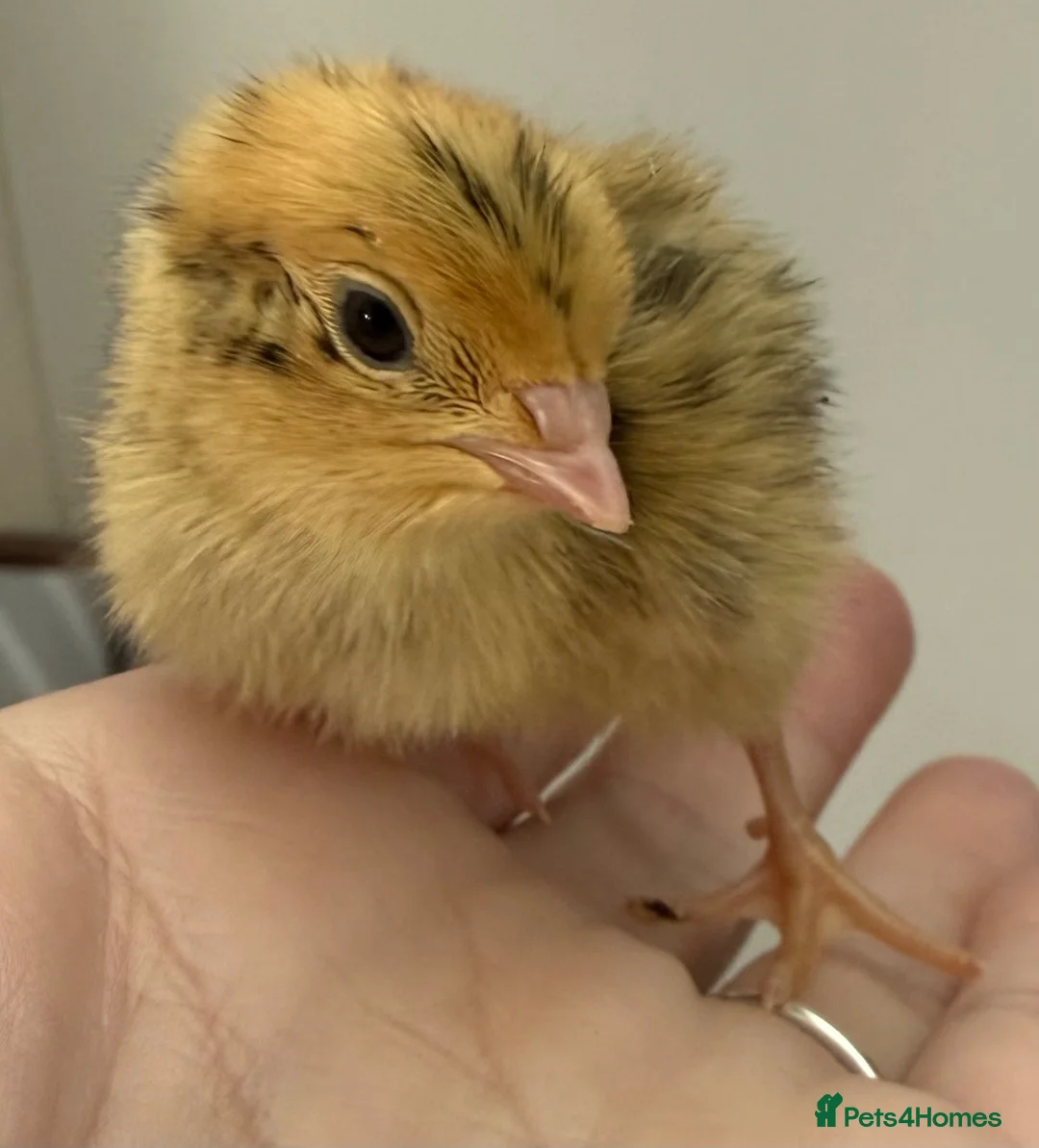 Quail poultry for sale: Progressive Pied & Designer Coturnix Quail Chicks - Advert 1