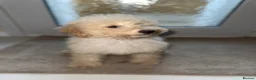 Cavapoo dogs for sale: Cavapoo F1 puppies  - Advert 3