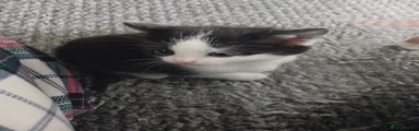 Mixed Breed Kitten 2