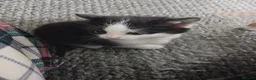 Mixed Breed cats for sale: 4 beautiful kittens ready for new homes  - Advert 17