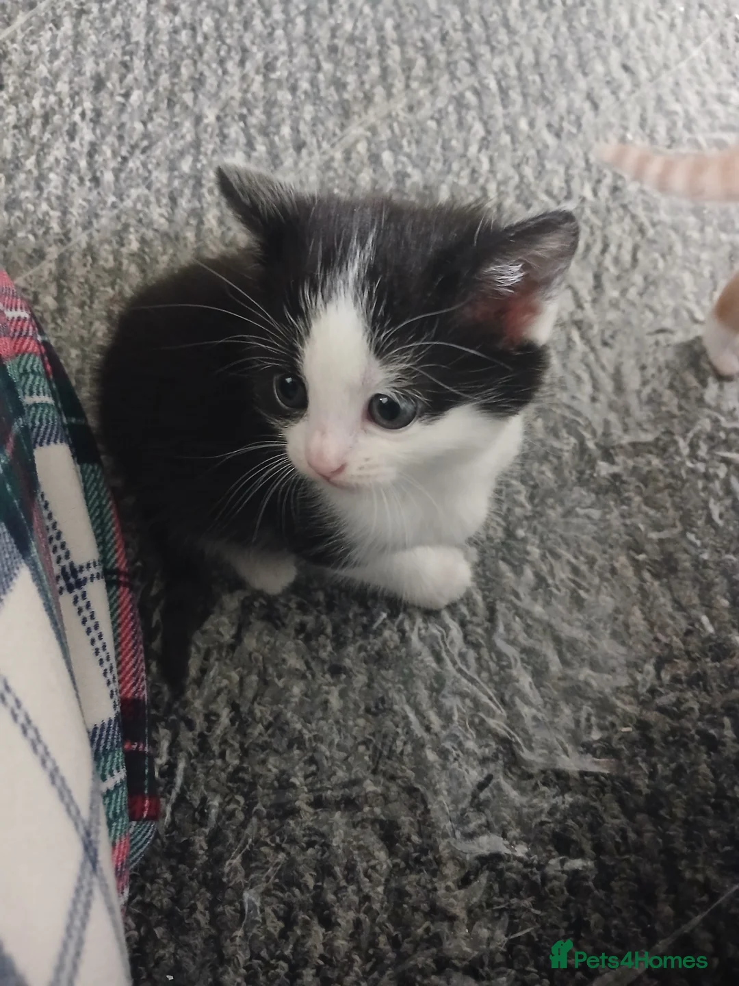 Mixed Breed cats for sale: 4 beautiful kittens ready for new homes  - Advert 17
