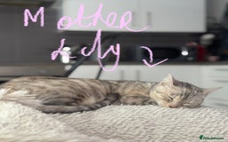 Bengal cats for sale: Beautiful Bengal Kittens ❤️  - Image 7