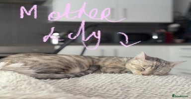 Bengal cats - Advert 5