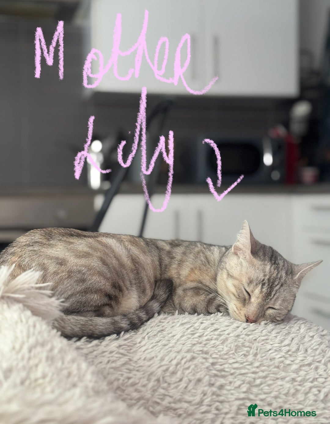 Bengal cats for sale: Beautiful Bengal Kittens ❤️  - Image 7