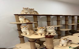 British Shorthair cats for sale: British Shorthair Golden kittens    - Image 34