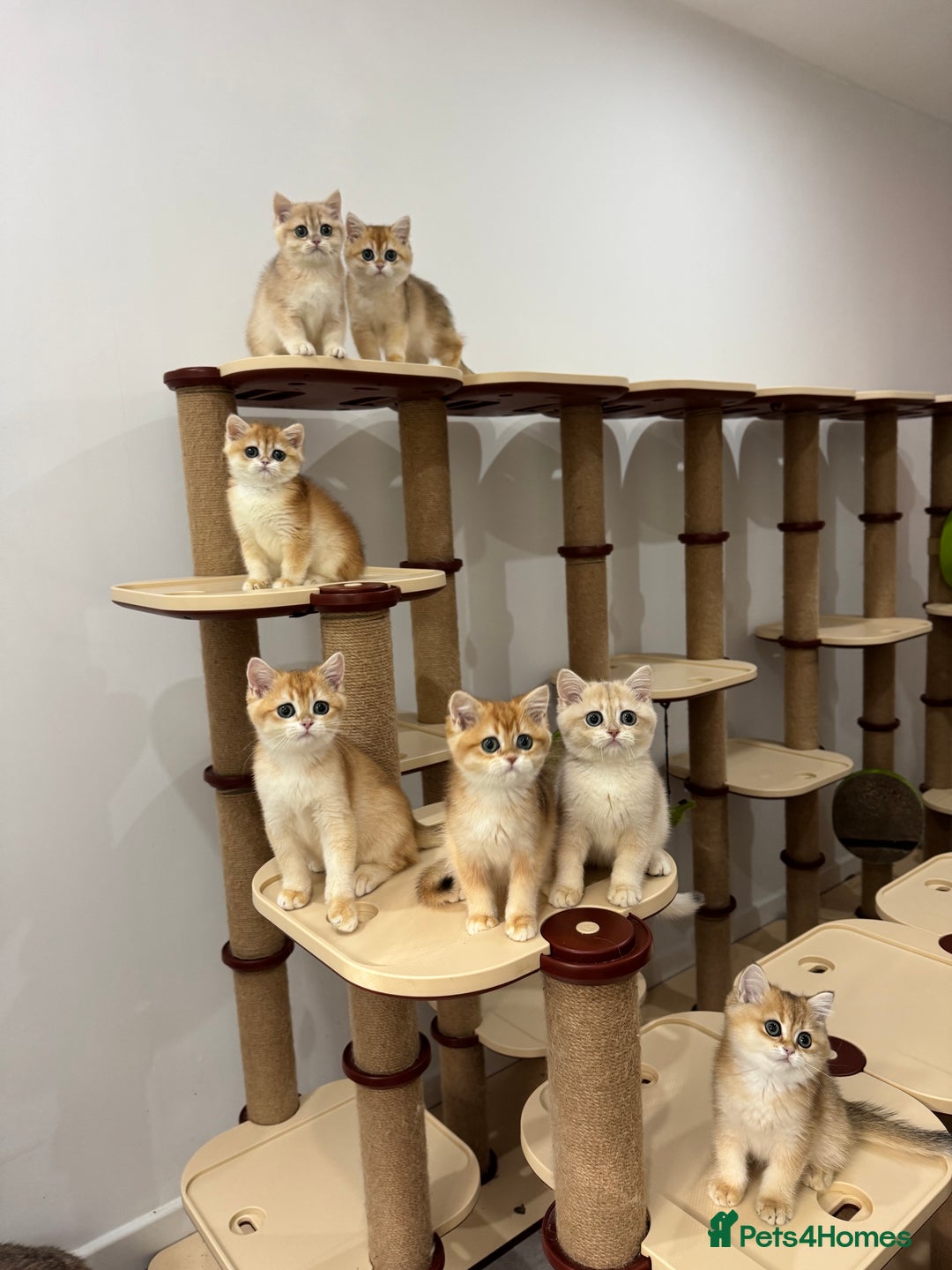 British Shorthair cats for sale: British Shorthair Golden kittens    - Image 34