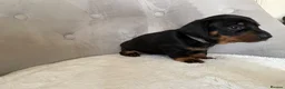 Miniature Dachshund dogs for sale: Miniature Dachshund - Advert 13