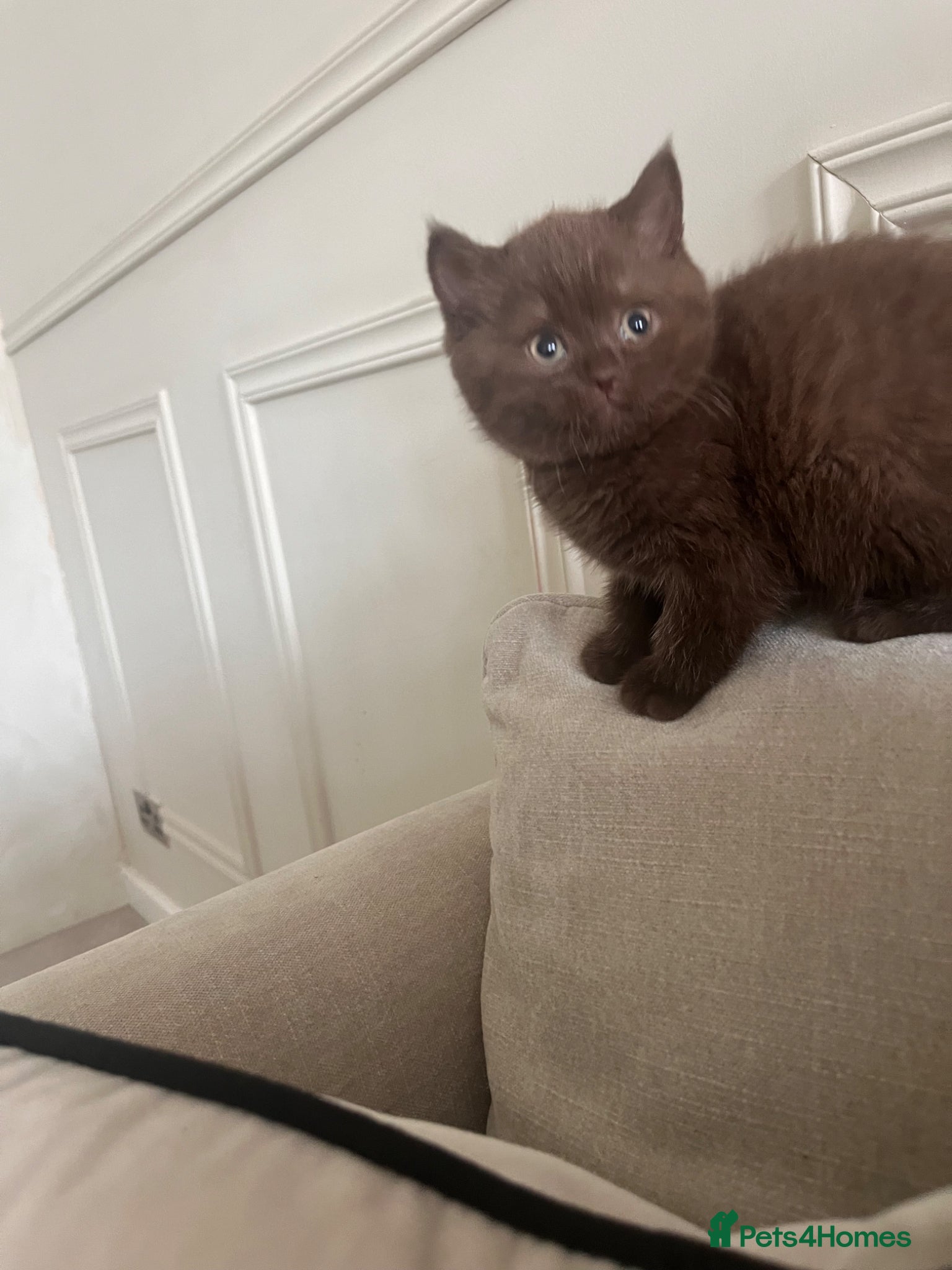 British Shorthair cats choc & lilac kittens  - Advert 7
