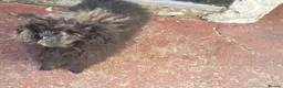 Toy Poodle dogs for sale: Gorgeous KC Toy Poodle Puppy Girl For Sale - Advert 10