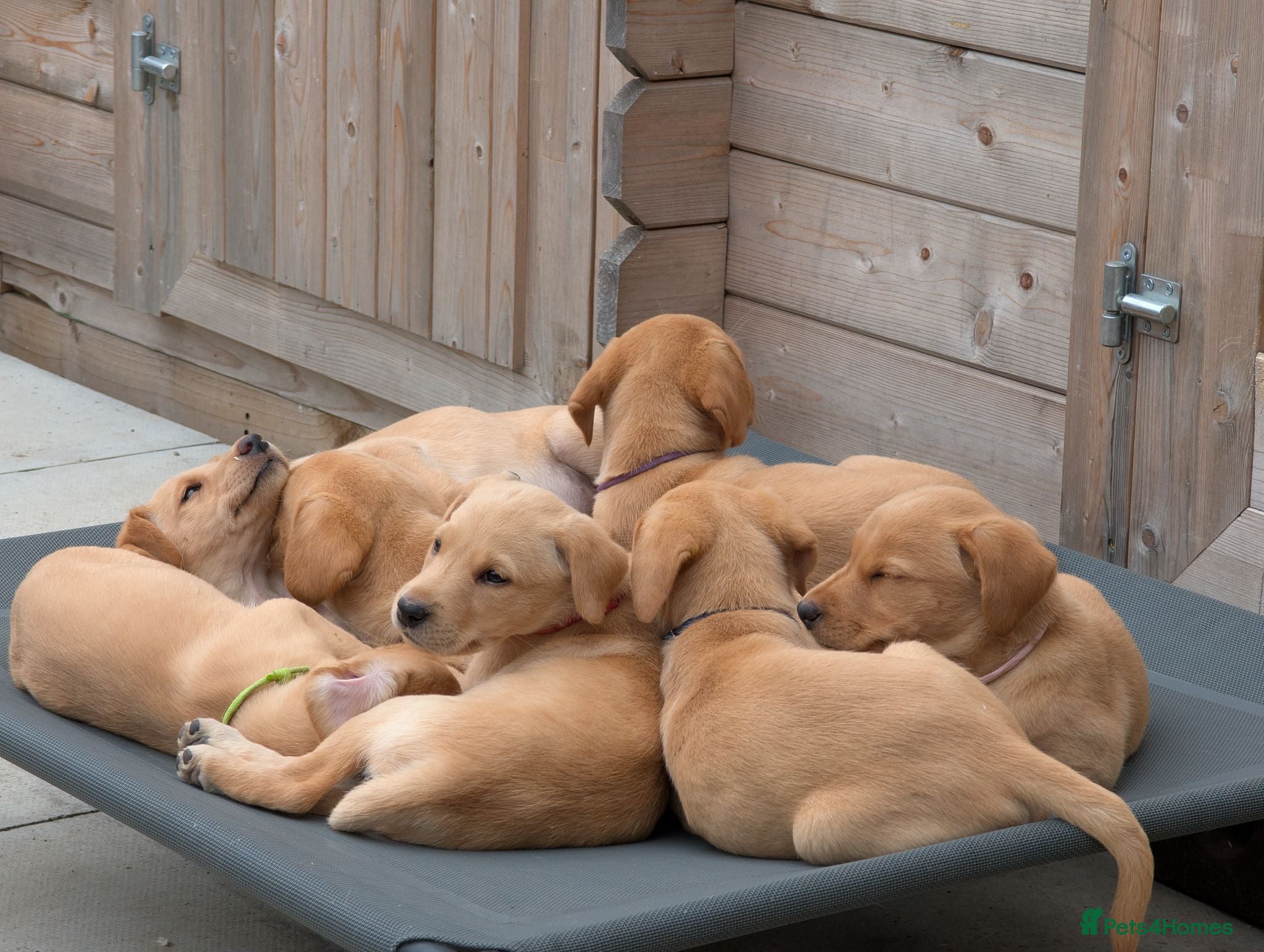 Labrador Retriever dogs Golden Yellow Lab pups - Advert 1