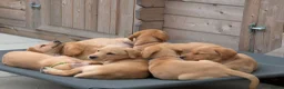 Labrador Retriever dogs for sale: Golden Yellow Lab pups in York - Advert 7