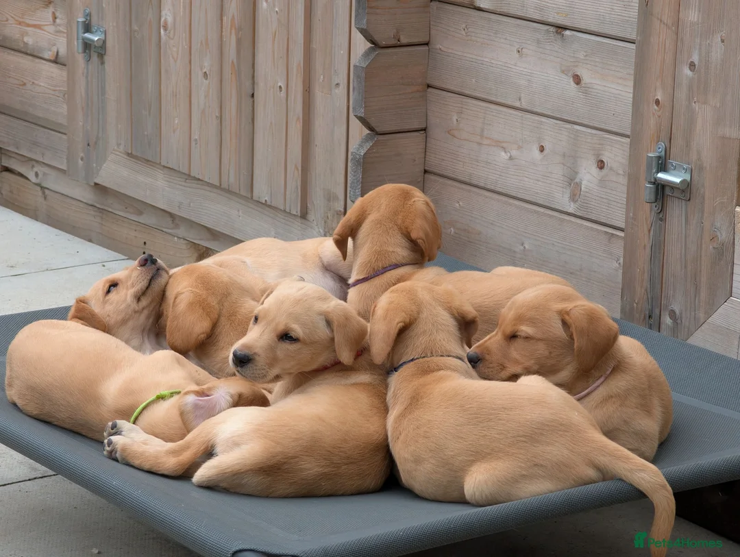 Labrador Retriever dogs for sale: Golden Yellow Lab pups - Advert 1