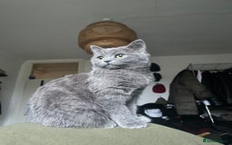 Scottish Fold cats for sale: Perfect Scottish straight girl  - Image 4