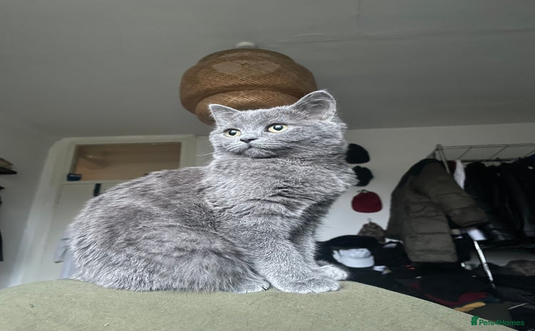 Scottish Fold cats - Advert 1