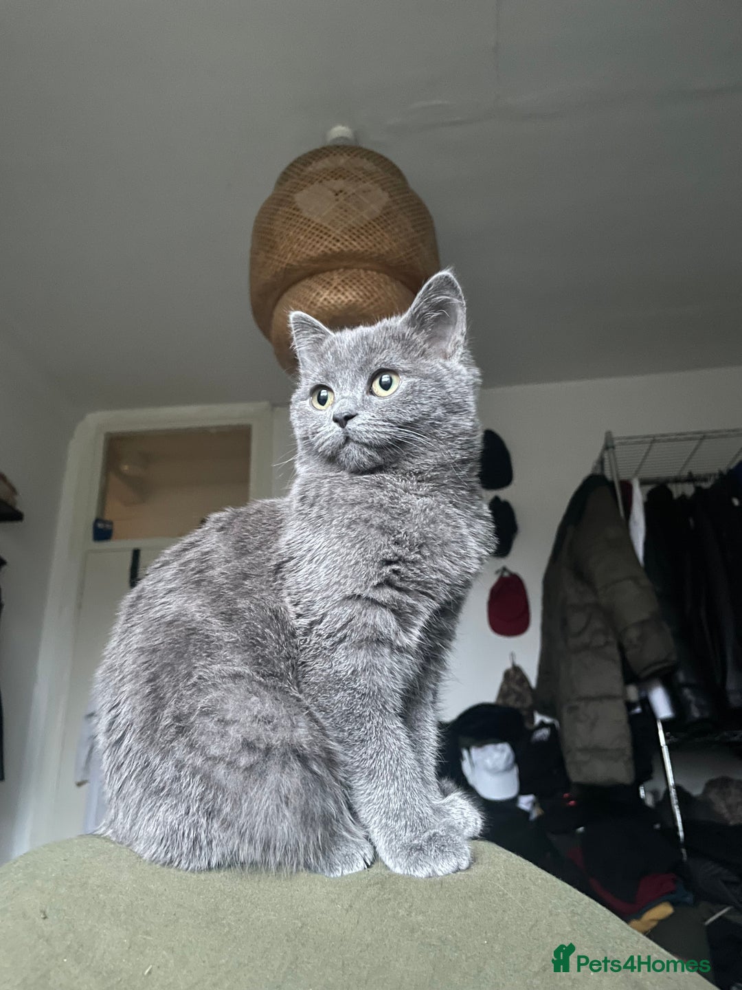 Scottish Fold cats for sale: Perfect Scottish straight girl  - Image 4