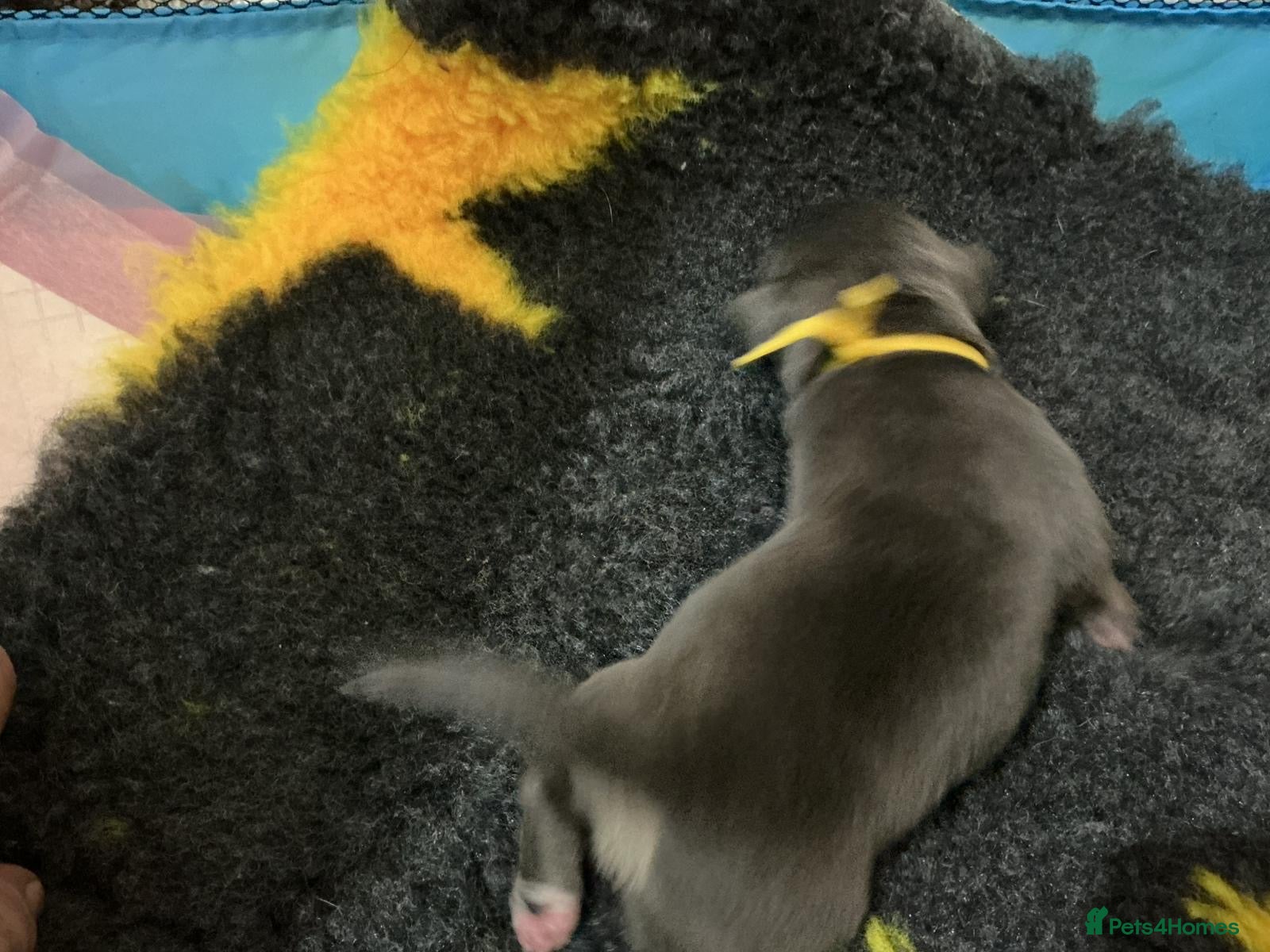 Staffordshire Bull Terrier dogs 7 gorgeous staffies  - Advert 2