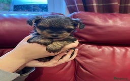 Yorkshire Terrier dogs for sale: Beautiful miniature Yorkie Biewer terriers - Image 26