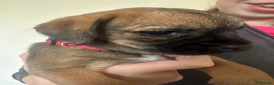 Border Terrier 4
