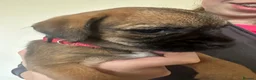 Border Terrier dogs for sale: Border Terrier pups - Advert 9