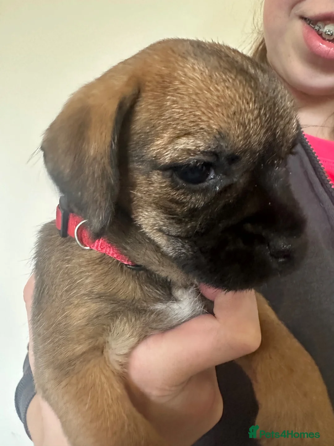 Border Terrier dogs for sale: Border Terrier pups - Advert 9