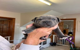 Staffordshire Bull Terrier dogs for sale: Exceptional Champion Pedigree, beautiful blues!! - Image 17