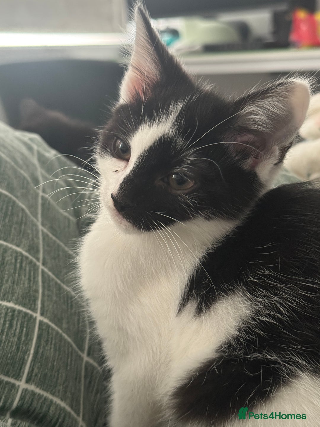 Mixed Breed cats for sale: 3 female kittens for sale  - Advert 8