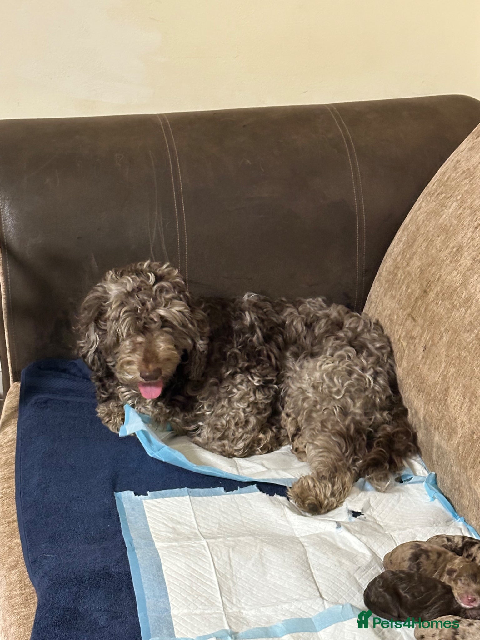 Cockapoo dogs for sale: 🐾❤️F1b Pups For Sale PRA clear🐾❤️ - Advert 1