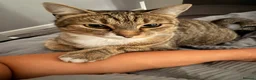 Mixed Breed cats for sale: Tabby male  - Advert 2