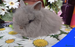Lionhead rabbits for sale: 8 wk old Lionhead babies  in Barnsley - Image 12