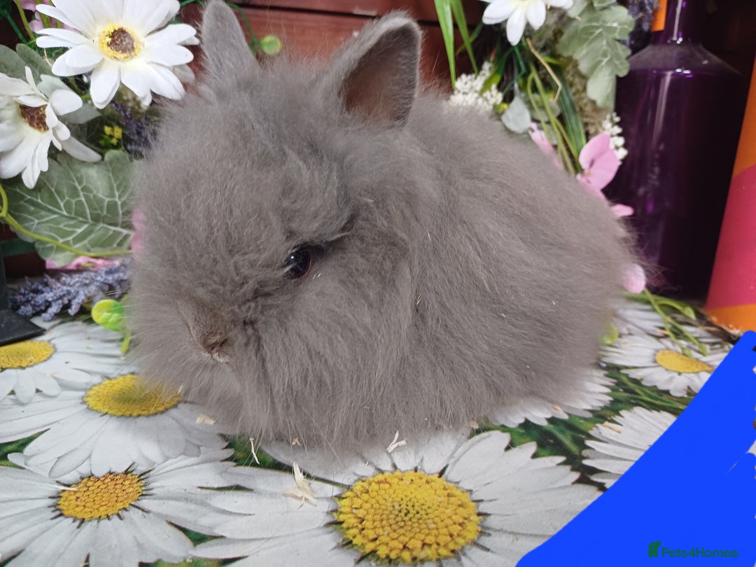 Lionhead rabbits for sale: 8 wk old Lionhead babies  in Barnsley - Image 12
