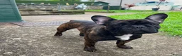 Mixed Breed dogs for sale: French staffys  in Porthcawl - Advert 9