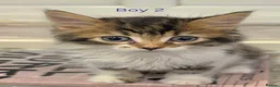 Mixed Breed cats for sale: ​🐾 6 Beautiful Kittens ready to go 💙🩷 - Advert 20