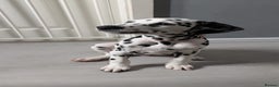 Dalmatian dogs for sale: Dalmatian puppies ready advert fully - Advert 27