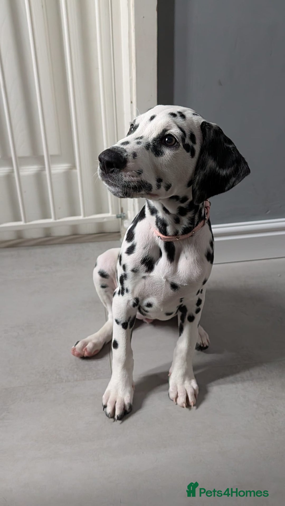 Dalmatian dogs for sale: Dalmatian puppies ready advert fully - Advert 27