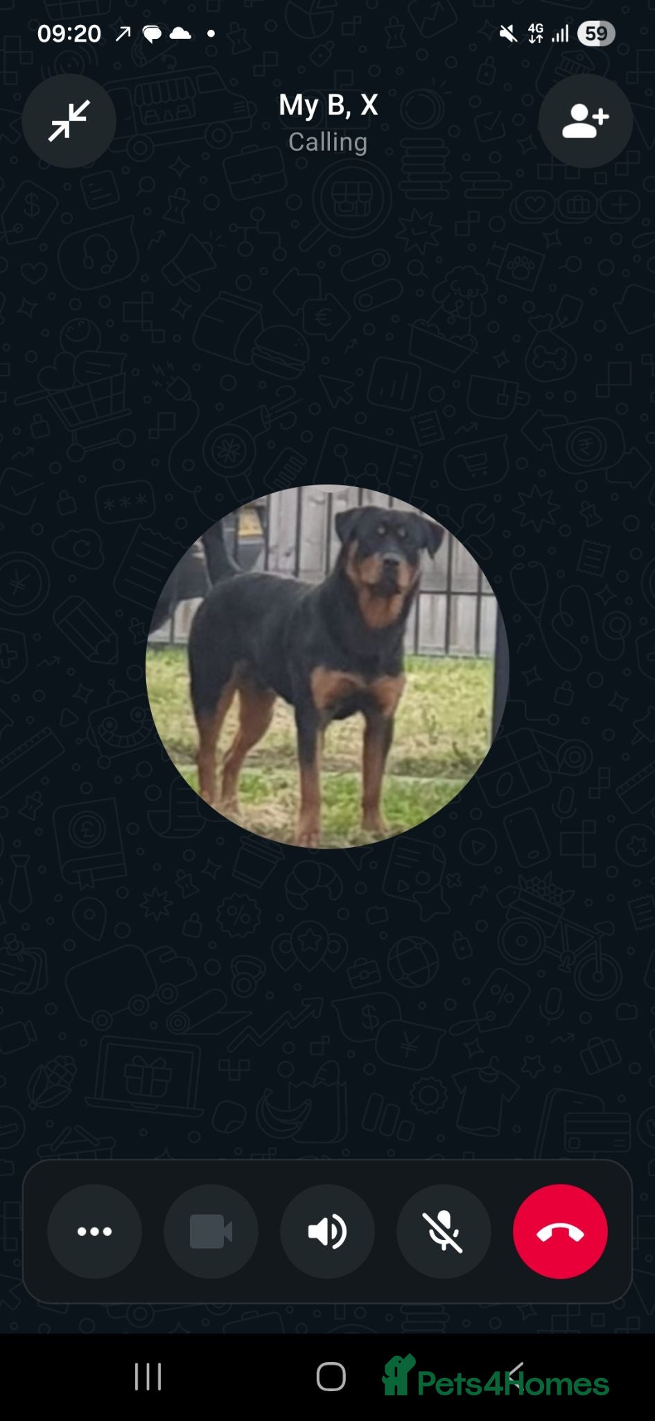 Rottweiler dogs 4 year old male rottweiler for stud - Advert 1