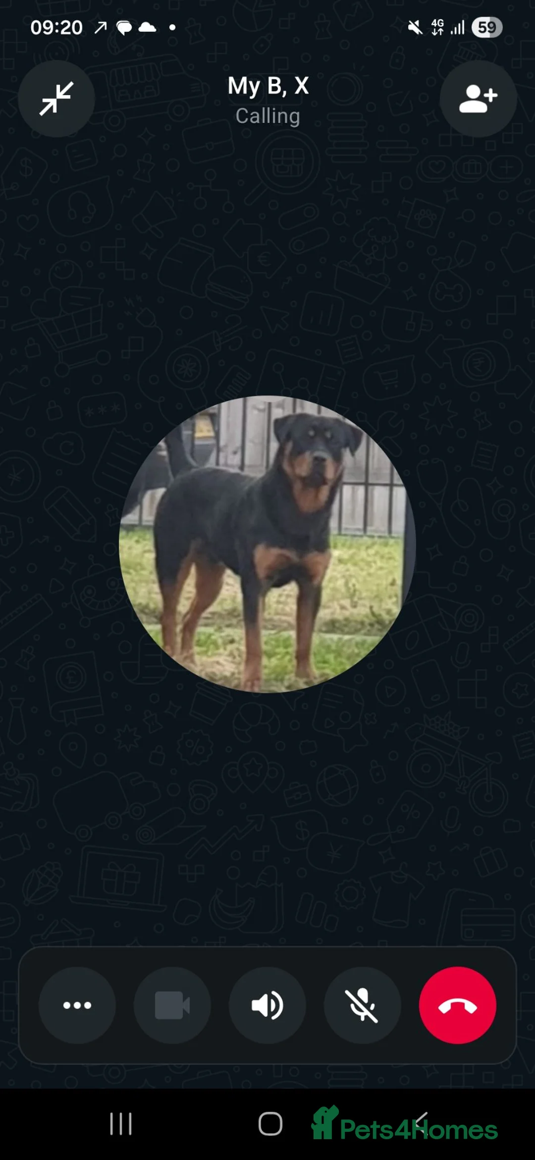 Rottweiler dogs for stud: 4 year old male rottweiler for stud in Leyland - Advert 1