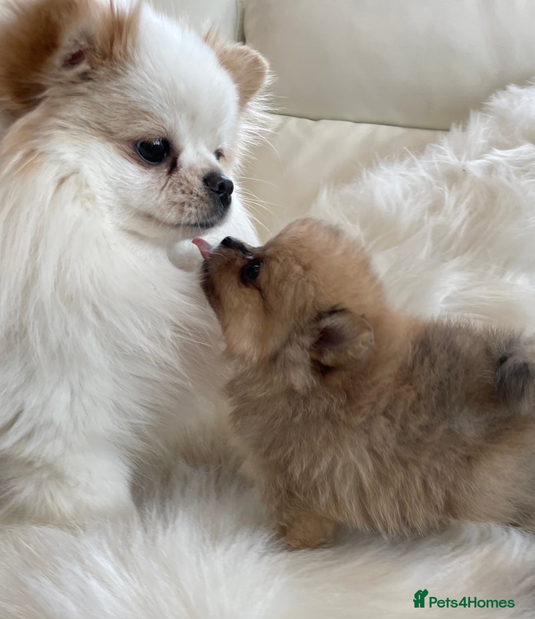 Pomeranian dogs for sale: OUTSTANDING KC POMERANIAN PUPPYS AVAILABLE  - Advert 15
