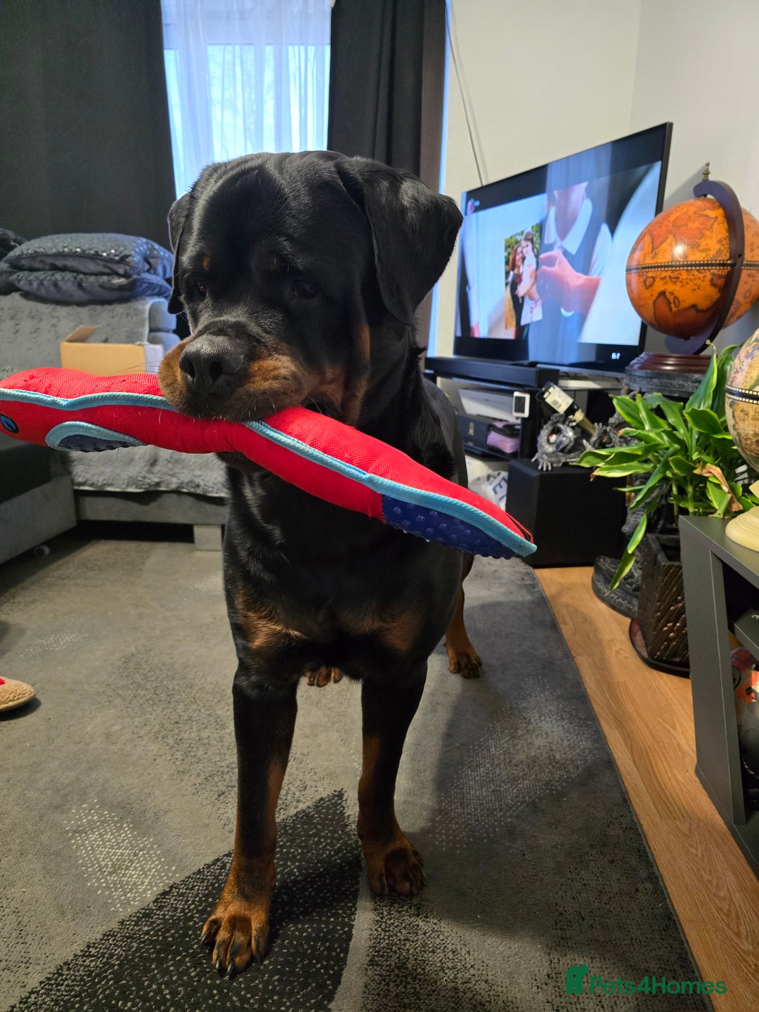 Rottweiler dogs for sale: Kc reg stunning rottweiler puppies - Advert 7