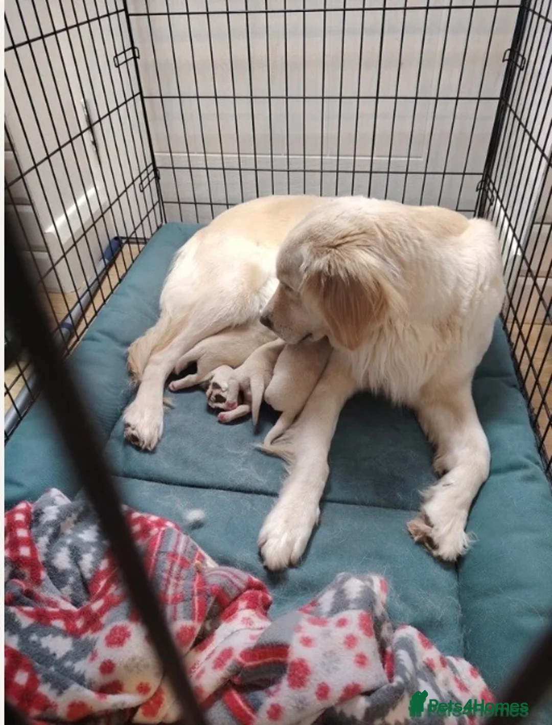 Goldador dogs for sale: GOLDEN LAB RETRIEVER in Birmingham - Advert 2